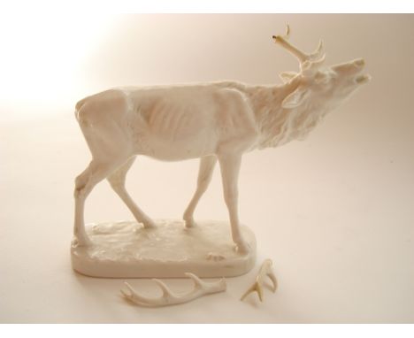 A 19th Century Nymphenburg blanc de chine model of a stag, impressed shield mark, incised 529/9, antlers off but present, a/f