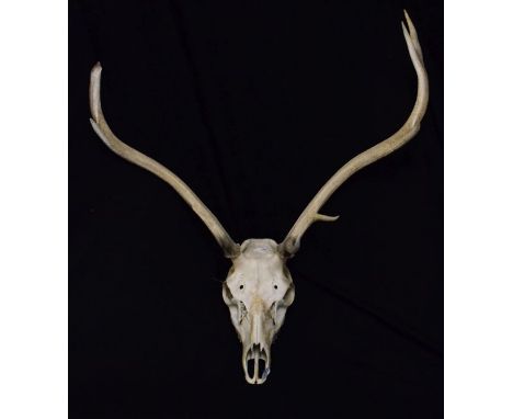 Natural History - Deer skull and antlers, approximate span 72cm  