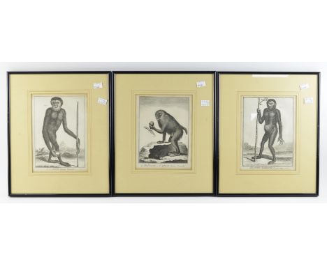 A group of three 19th Century French engravings of primates, each 23 x17cm, along with a signed etching by Andrew Watson Turn