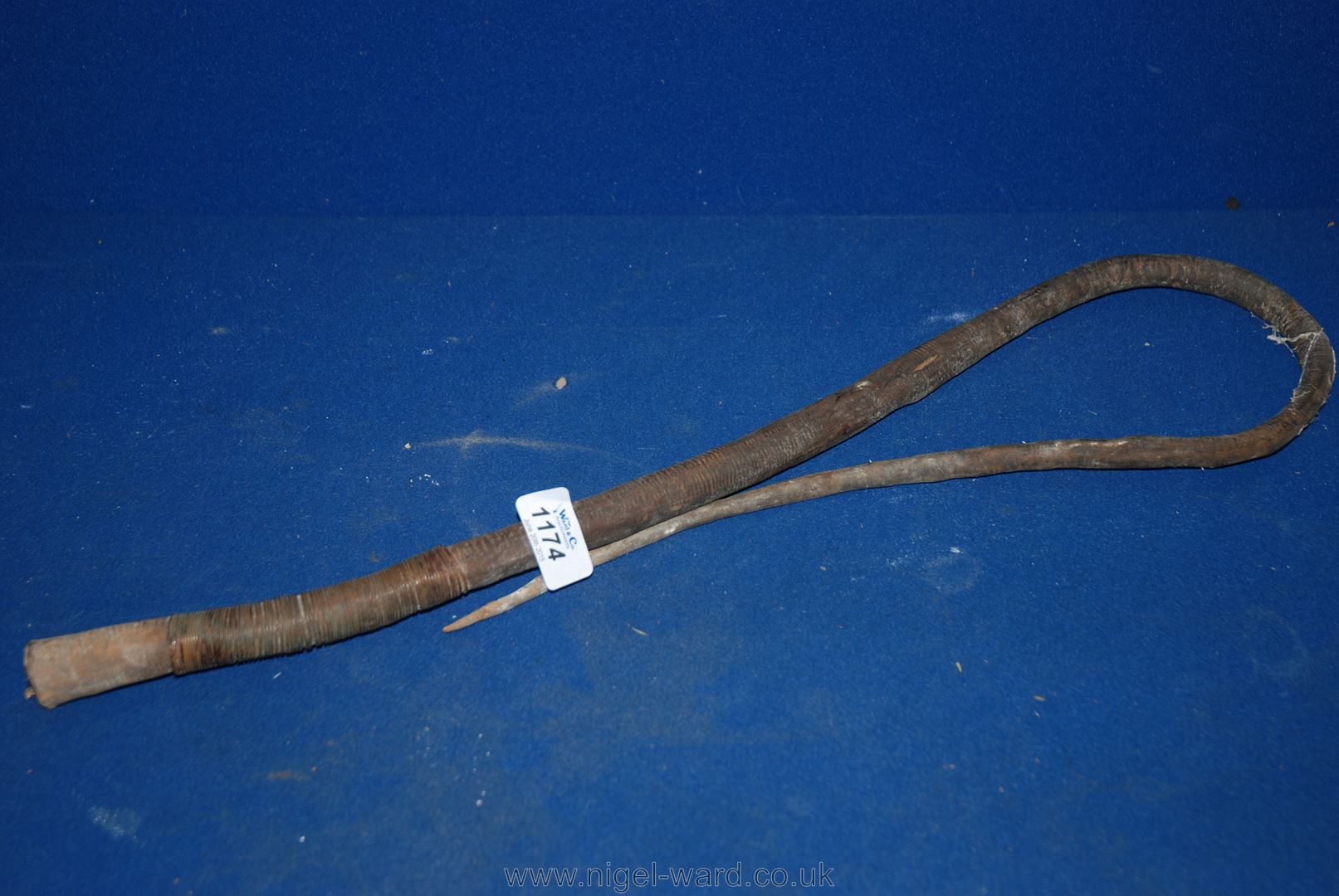 A Victorian Bull's Pizzle riding crop.