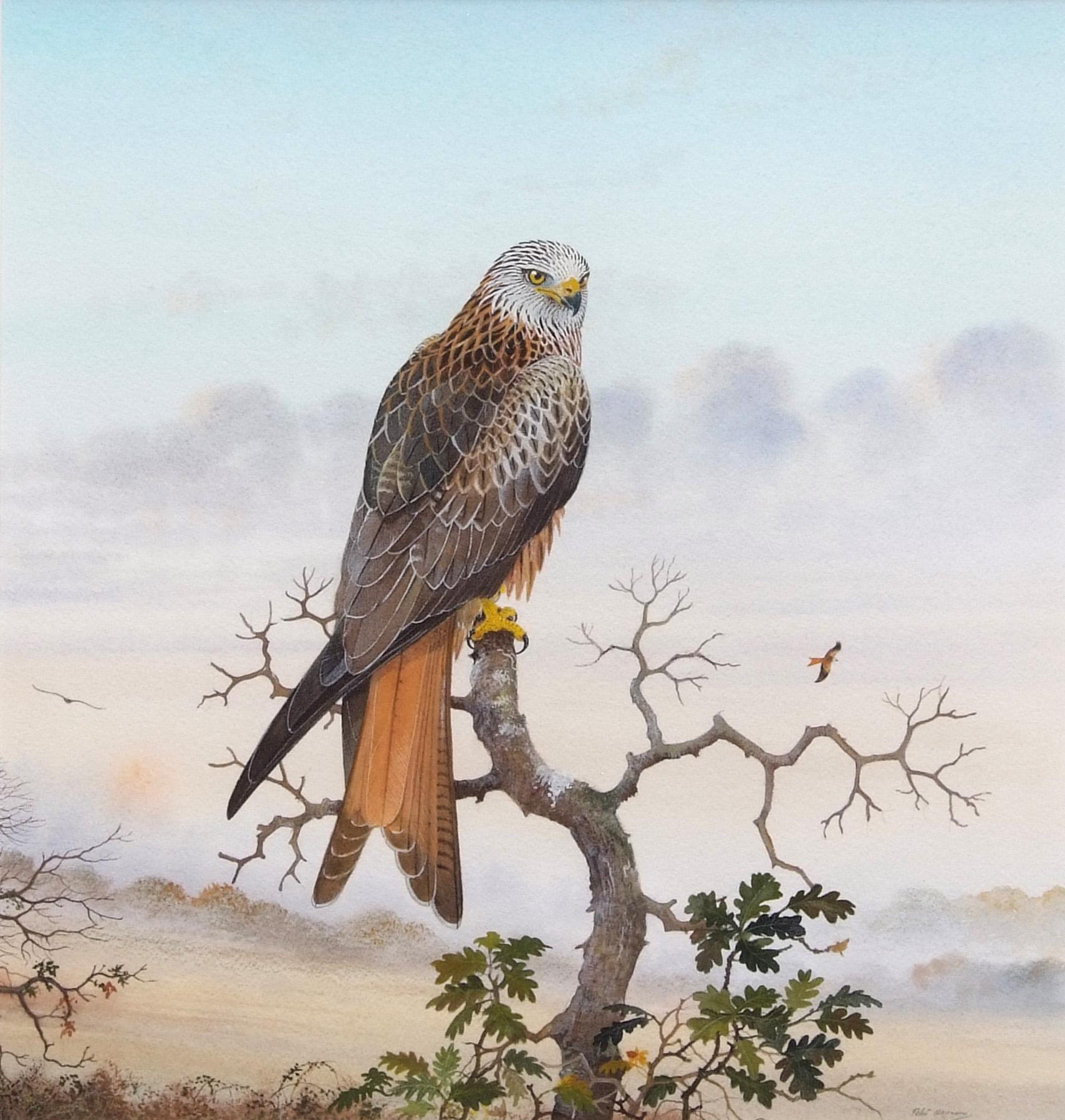 *PETER HAYMAN (born 1930) Red Kite perching watercolour, signed lower ...