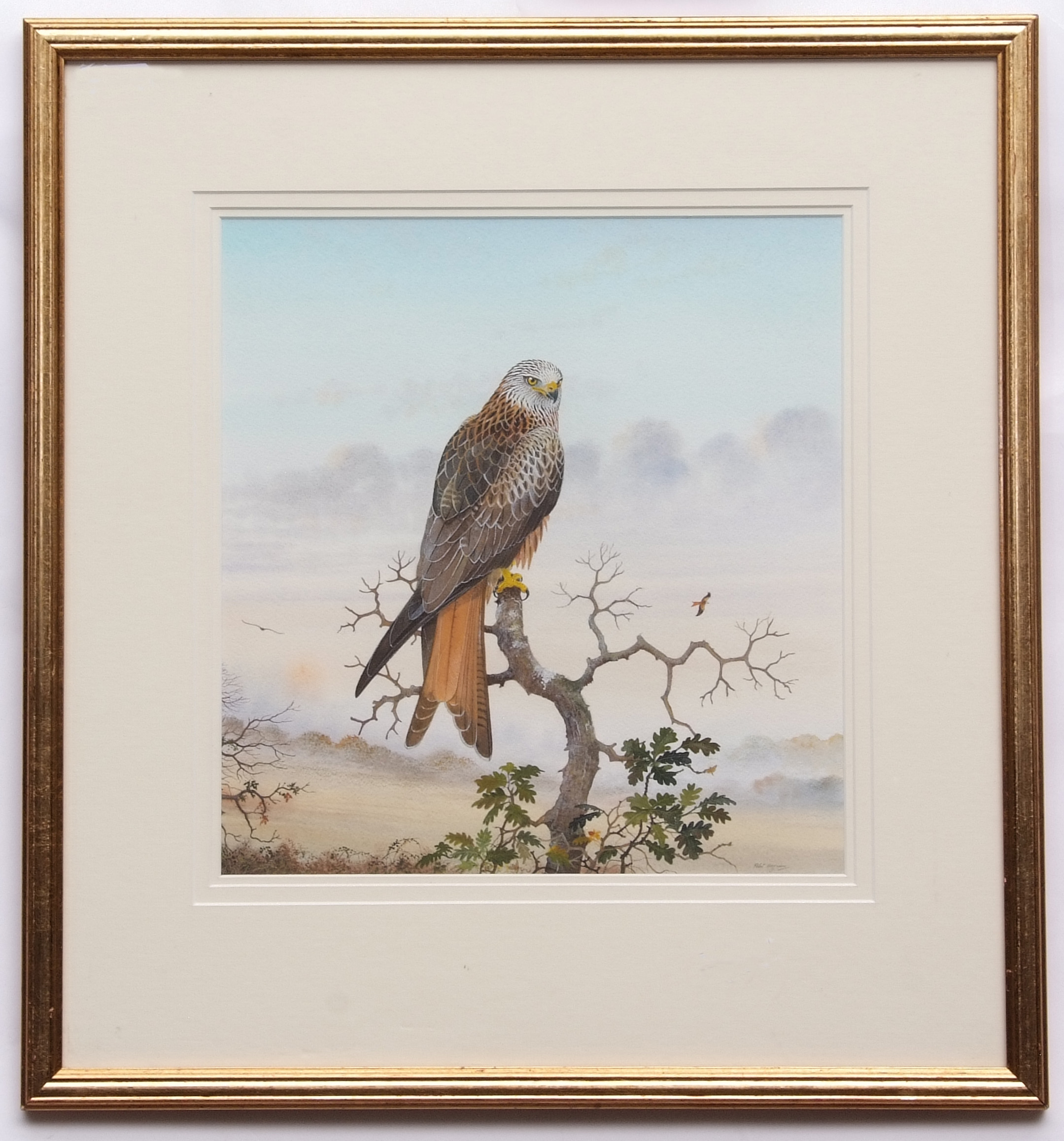 *peter Hayman (born 1930) Red Kite Perching Watercolour, Signed Lower 