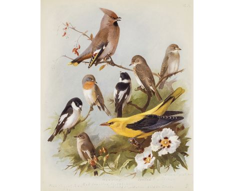 Birds.- Thorburn (Archibald) ) British Birds, 4 vol., first edition, 80 colour plates, tissue guards, occasional foxing, occa