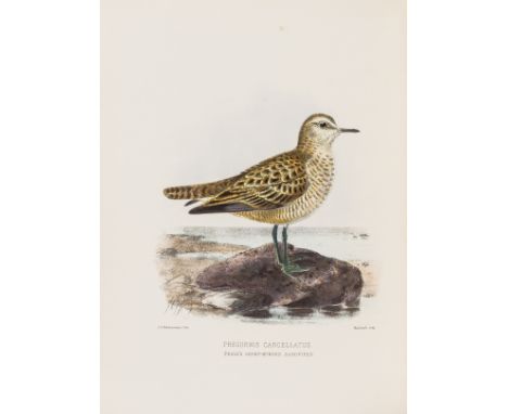 Birds.- Seebohm (Henry) The Geographical Distribution of the Family Charadriidæ, or the Plovers, Sandpipers, Snipes ..., firs