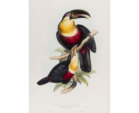 Birds.- Gould (John) Ramphastos Dicolorus (Red-breasted Toucan), from the first edition of Gould's first monograph, 'A Monogr