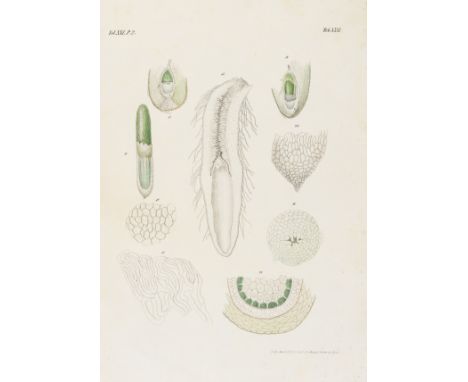 Fruiting.- Gottsche (Carl Moritz, German physician and bryologist, 1808-92) Über die Fructification Jungermanniae Geocalyceae