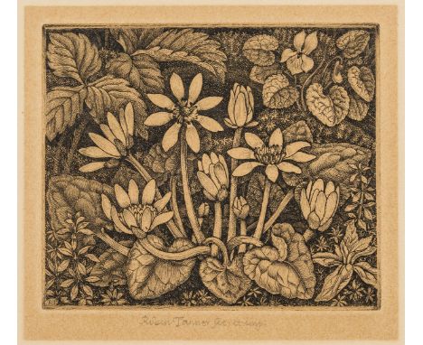 Tanner (Robin) Lesser Celandine, etching on buff wove paper, inscribed 'Robin Tanner fec. et imp.' in pencil underneath, and 