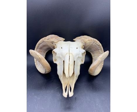 Ram sheep skull with horns, taxidermy 
