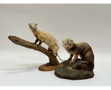 Taxidermy - A Winter Mink, full mount on a tree trunk (h-38cm) together with a Summer Mink, full mount on a rock. (h-30cm) (m