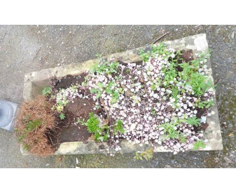 A shallow oblong concrete planter - 85cm X 40cm