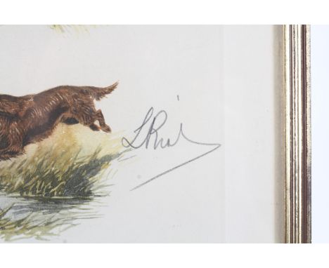 A signed print of an 'Irish Setter'. Signed lower right, 30cm x 42cm, framed and glazed.