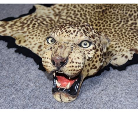 An African Leopard (Panthera Pardus Pardus) Skin, the mounted head with open mouth showing teeth, mounted on brown hessian, 8