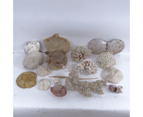 Various natural bleached sea corals, ammonite fossil, dried puffer fish and seahorse 