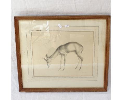 J R Skeaping, print, antelope study, 29cm x 35cm 