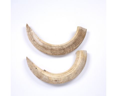 A pair of old hippopotamus teeth from the lower jaw, each approximately 39cm longBearing two drill holes from signs of previo