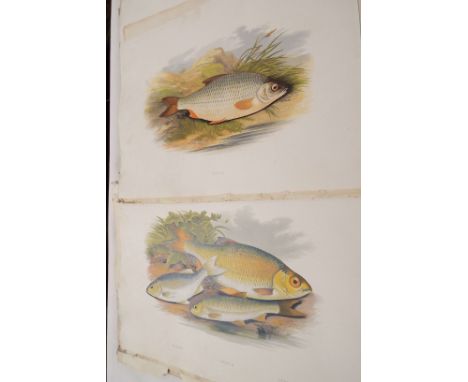 A quantity of chromolithograph plates and introduction pages from Rev W. HOUGHTON's 'British Freshwater Fishes' 1879 first ed