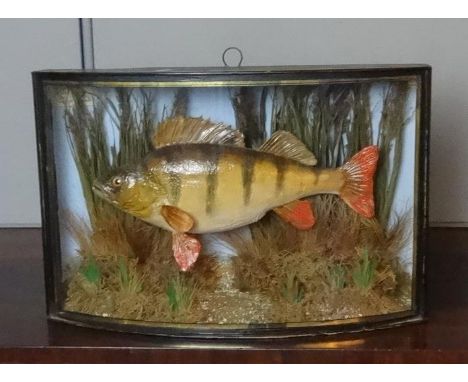 Taxidermy Study Perch in bow fronted ebonised display case, approx. 19" W x 5 1/4" D x 12 1/2" H, caught by W. Goodman, River