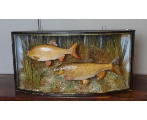 Taxidermy Study Freshwater Fish Carp & Brown Trout? in ebonised bow fronted glazed case with naturalistic surroundings, appro