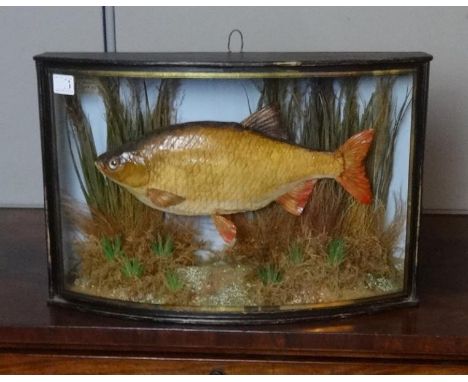 Taxidermy Freshwater Fish Bass? in bow fronted glazed ebonised case with naturalistic surroundings, approx. 5 1/4" D x 19" W 