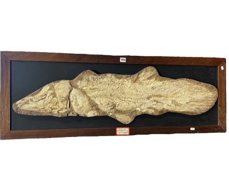 A mounted cast fossil of a Coelacanth Axelrodichthys Lower Cretaceous Brazil, in a wooded frame 121cm