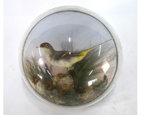 Taxidermy: Yellow wagtail in naturalistic rock, grass and fern setting, in wall-mounted glass 'bubble' case, label on reverse