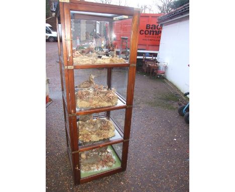 Large 4 shelf cabinet of taxidermy ( cabinet included )