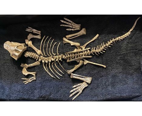 Rare Psittacosaurus fossil specimen, Cretaceous period, approximately 100-126 million years old, a large specimen in fine sta