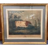 A gilt framed and glazed coloured engraving entitled 'THE DURHAM OX' depicting a man with bull.