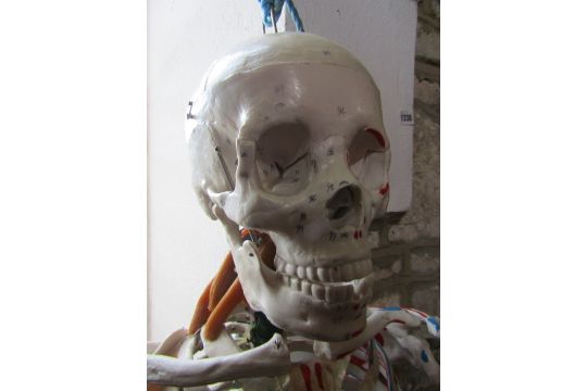 A complete full size composite human skeleton, medical aid/study