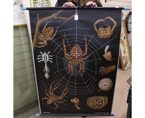 Vintage Hargemann Garden Spider anatomical schoolroom chart, 115cm x 80cm 