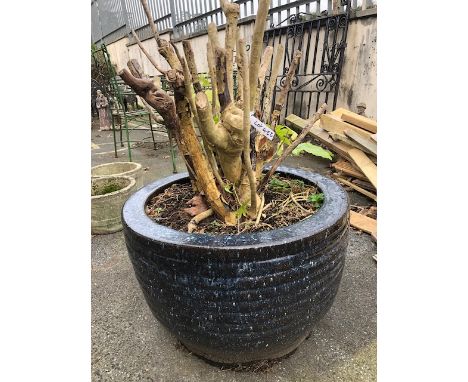 Large Blue glazed garden planter