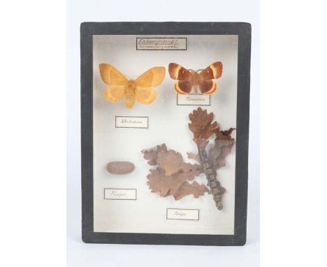 TWO DISPLAY CASES showing the development of the honey bee, each 30cm wide together with a small collection of honey bee comb