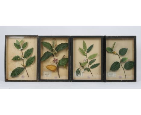 A GROUP OF FOUR GLAZED DISPLAY CASES containing coloured silk botanical specimen models of a branch from different plants, te