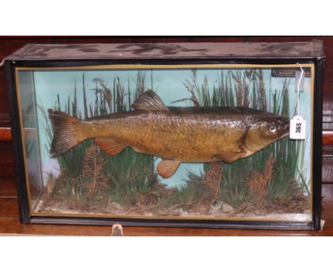 A cased taxidermic chub, dated 1881
