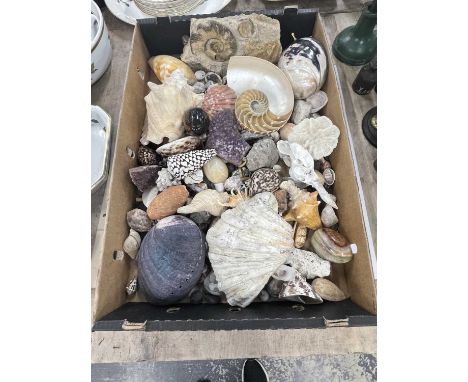 Exotic sea shells, mineral specimens, an ammonite, etc