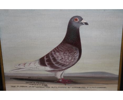 J. Browne signed oil on canvas laid on board, portrait of a racing pigeon, ' Enfield Prince ', 12ins x 16ins 