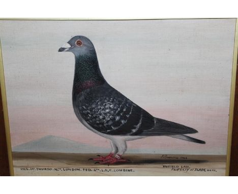 J. Browne signed oil on canvas laid on board, portrait of a racing pigeon, ' Enfield Lass ', dated 1926, 12ins x 16ins 