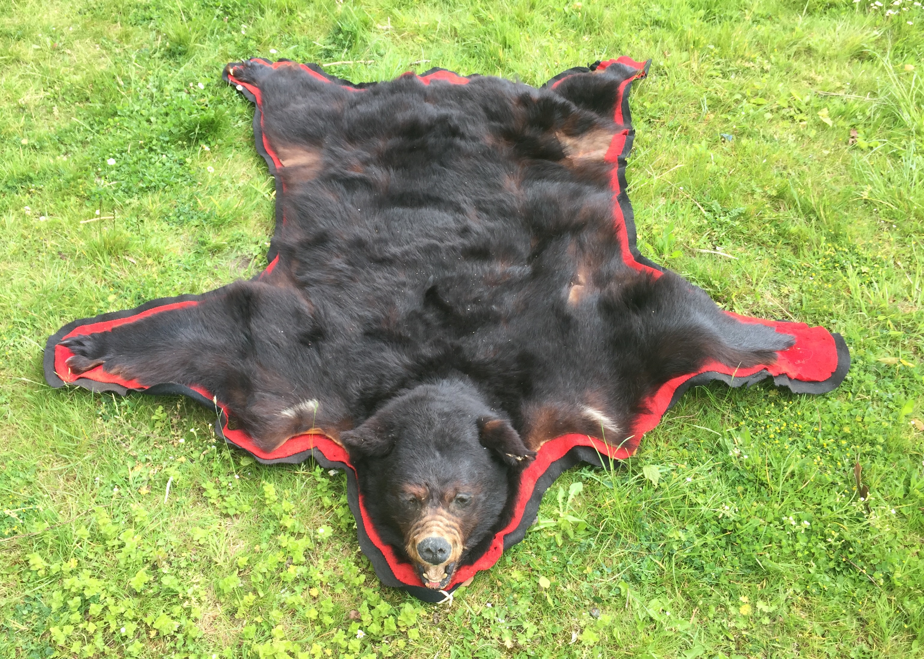 AN EARLY 20TH CENTURY TAXIDERMY BLACK BEAR SKIN RUG WITH ...