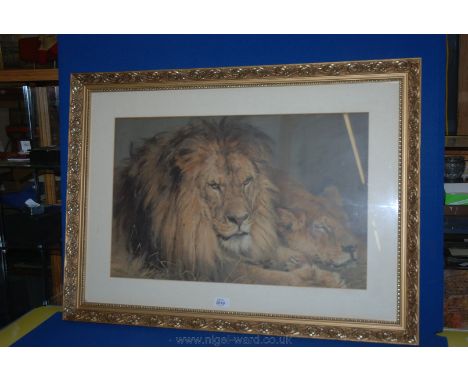 A Lithograph of Lions after William Huggins.  23 1/2''  x 18''