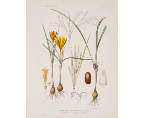 Maw (George) A Monograph of the Genus Crocus, first edition, 81 hand-coloured lithographed plates, double-page colour map and