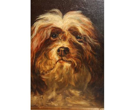 Oil on millboard, portrait of a Yorkshire terrier, 8.5ins x 8ins 