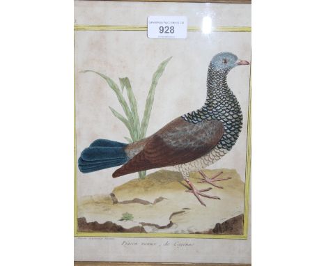 18th Century coloured engraving, portrait of a pigeon, 11ins x 9ins 