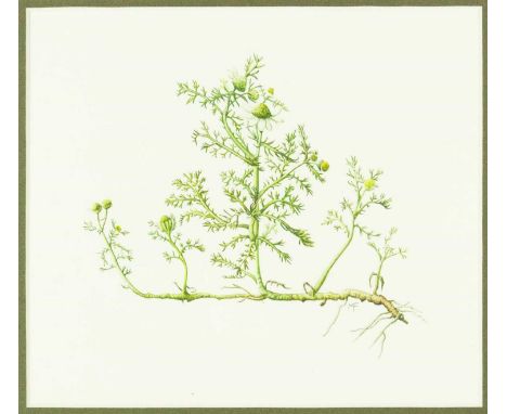 Mally FRANCIS (FLS, FCPGFS, 1946 - 2019) Botanical Study Watercolour, signed with initials, artist's label verso, 19cm x 22cm