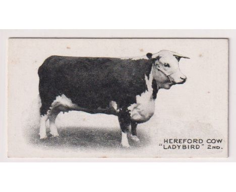 Cigarette card, Taddy, Famous Horses &amp; Cattle, type card, no 45, Hereford Cow, 'Ladybird 2nd' (very slight foxing, gd) (1