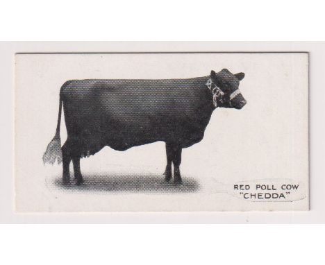 Cigarette card, Taddy, Famous Horses &amp; Cattle, type card, no 24, Red Poll Cow, 'Chedda' (very slight foxing, gd) (1)