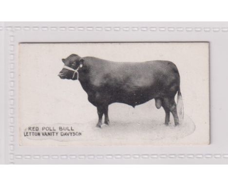 Cigarette card, Taddy, Famous Horses &amp; Cattle, type card, no 4, Red Poll Bull, Letton Vanity Davyson (ex) (1)