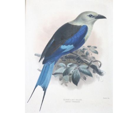 Vögel.: 10 Altkolor. Lithographien von Keulemans meist nach Hanhart. Wohl aus: Dresser's Family of the Rollers, um 1880. Je c