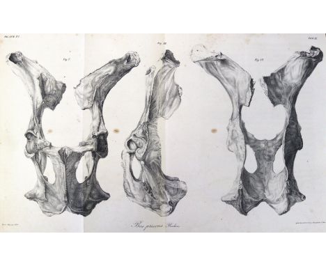Meyer,H.v.: Über fossile Reste von Ochsen, deren Arten und das Vorkommen derselben. Bln. 1832. 4°. Mit 2 (statt 6) lithogr. T