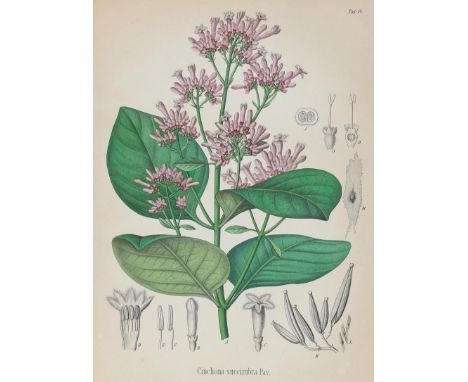Berg,O.C. u. C.F.Schmidt.: Atlas der officinellen Pflanzen. Darstellung und Beschreibung der im Arzneibuche für das Deutsche 