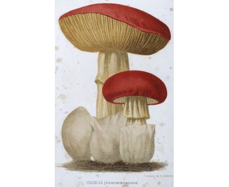 Remy,J.: Champignons et Truffes. Paris, Libr. Agricole de la Maison Rustique 1861. Mit 12 chromolithogr. Taf. 2 Bl., 173 S., 